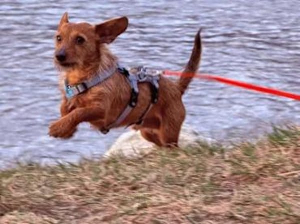 SARDEDDU - auf PS in München