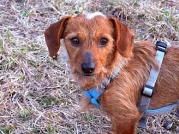 SARDEDDU - auf PS in München