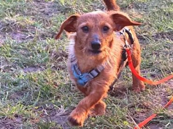 SARDEDDU - auf PS in München