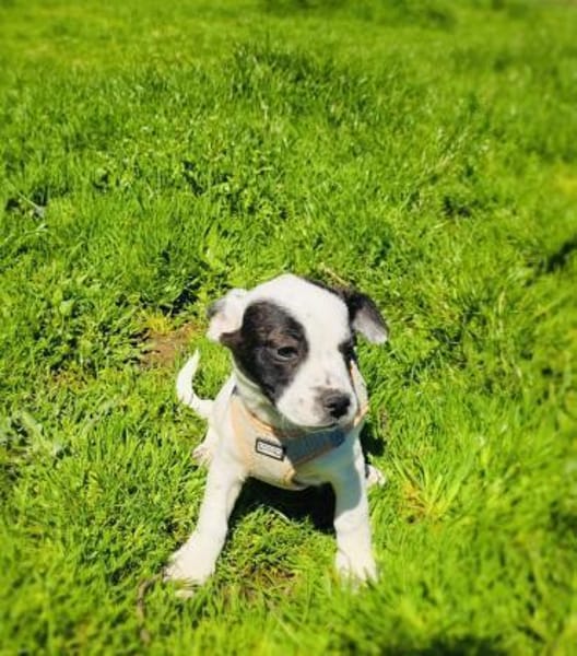 Diva ein französischer Bulldoggen Mix