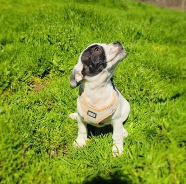 Diva ein französischer Bulldoggen Mix