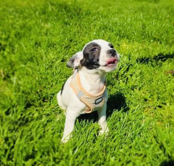 Diva ein französischer Bulldoggen Mix