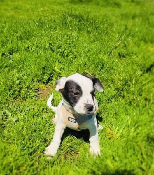 Diva ein französischer Bulldoggen Mix