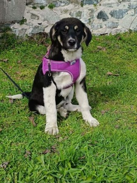 Toller Richie sucht ein Zuhause