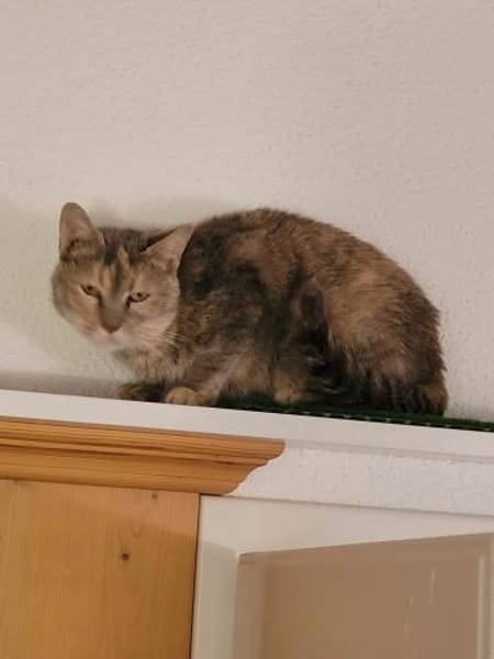 Schüchterne Pigi sucht ihr Körbchen