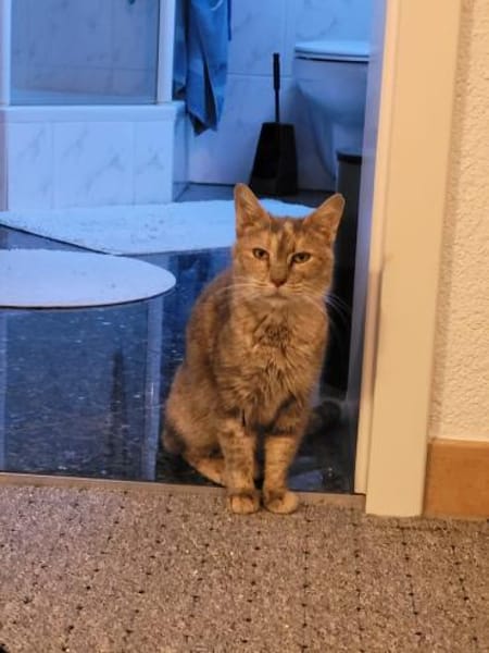 Schüchterne Pigi sucht ihr Körbchen