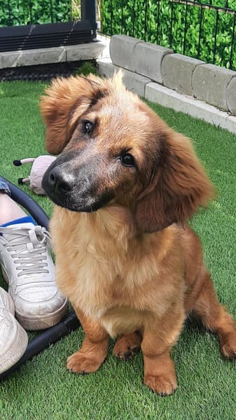 Lola 4 Monate  kleine Mischlingswelpe