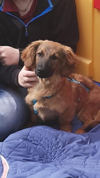 Lola 4 Monate  kleine Mischlingswelpe