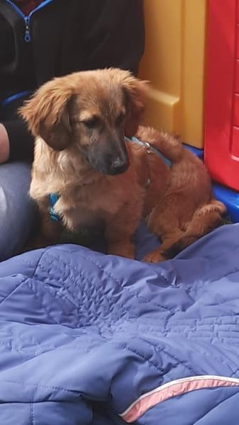 Lola 4 Monate  kleine Mischlingswelpe