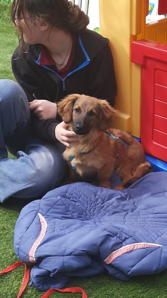 Lola 4 Monate  kleine Mischlingswelpe