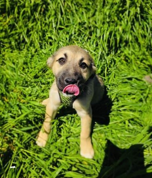 Heidi außergewöhnlich lieb