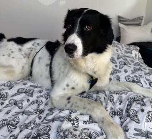 Hendrik, geb. ca 07/2020, 86660 Tapfheim