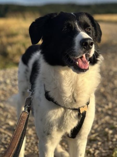 Hendrik, geb. ca 07/2020, 86660 Tapfheim