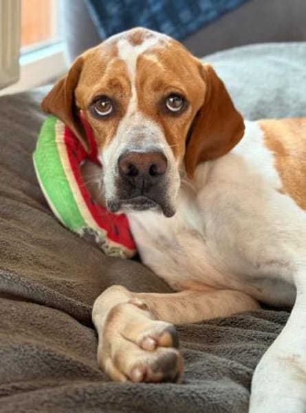 Poiner Chico sucht ihre Menschen