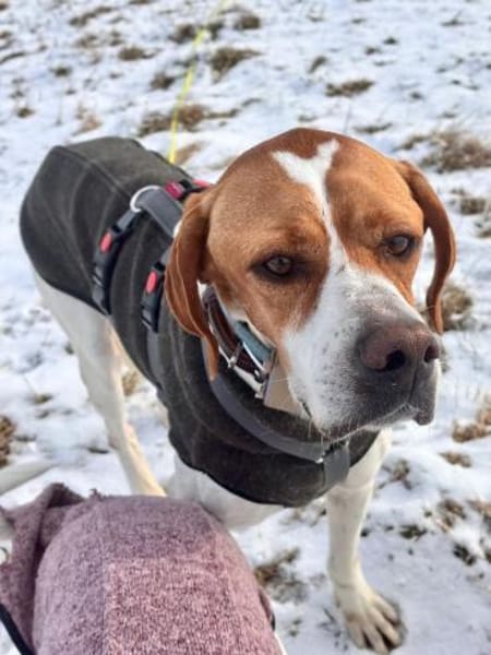 Poiner Chico sucht ihre Menschen