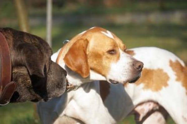 Poiner Chico sucht ihre Menschen