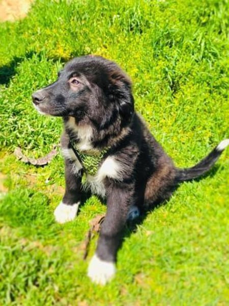 Snickers ein liebes Kerlchen