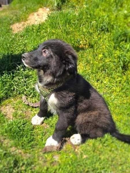 Snickers ein liebes Kerlchen