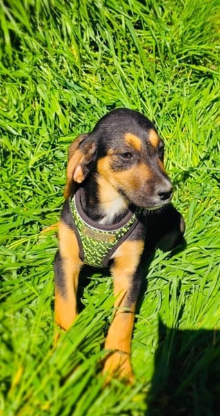 Kiwi sucht ein Zuhause