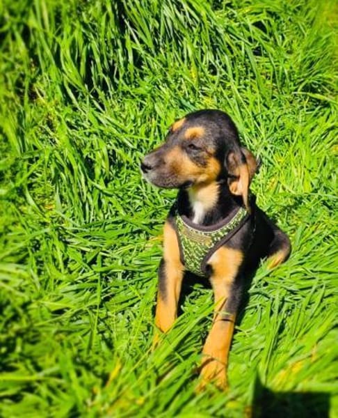 Kiwi sucht ein Zuhause