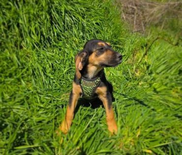 Kiwi sucht ein Zuhause