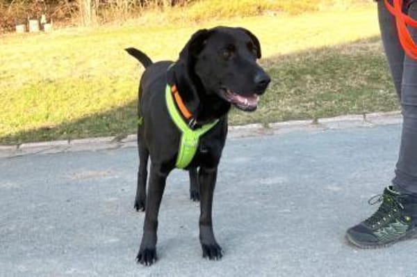 NICKI sucht Menschen mit Hundeerfahrung.