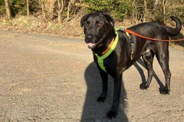 NICKI sucht Menschen mit Hundeerfahrung.