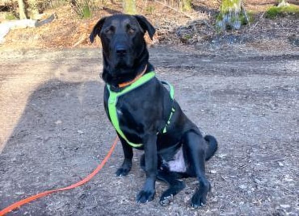 NICKI sucht Menschen mit Hundeerfahrung.