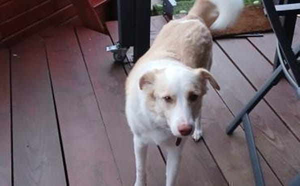 Albus sucht seinen sicheren Hafen