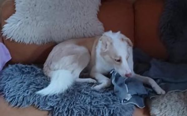 Albus sucht seinen sicheren Hafen