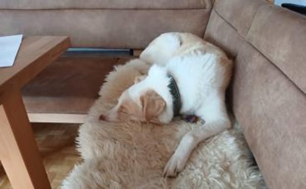 Albus sucht seinen sicheren Hafen