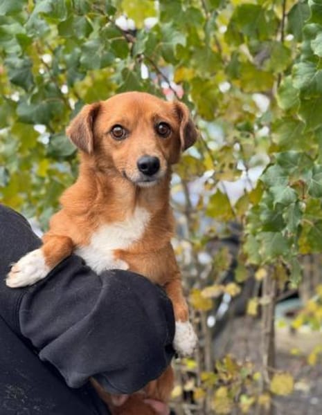 Mischling Lenny sucht