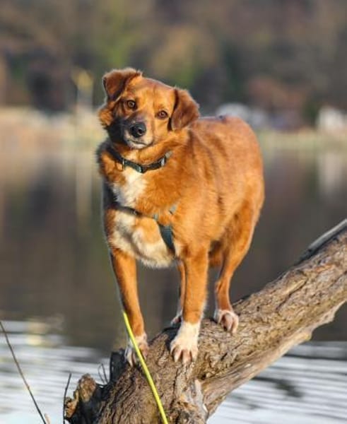 Mischling Lenny sucht