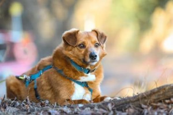 Mischling Lenny sucht