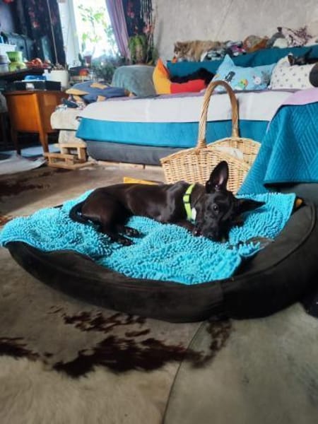 Hanna 7 Monate  kleines Dackel-Mix-Mäd