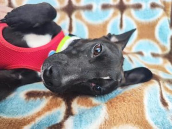 Hanna 7 Monate  kleines Dackel-Mix-Mäd