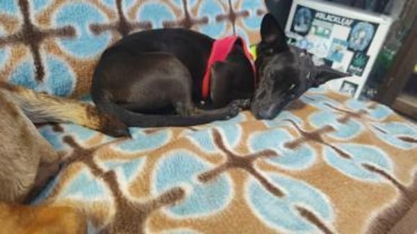 Hanna 7 Monate  kleines Dackel-Mix-Mäd