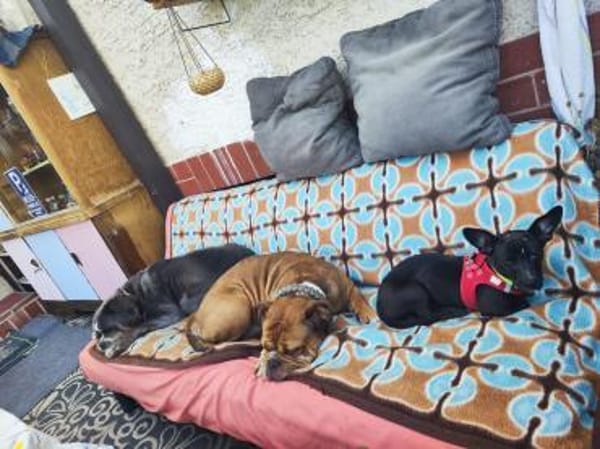 Hanna 7 Monate  kleines Dackel-Mix-Mäd