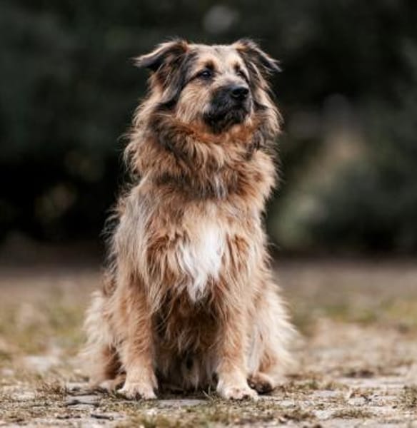 SLY sucht Menschen mit Hundeverstand