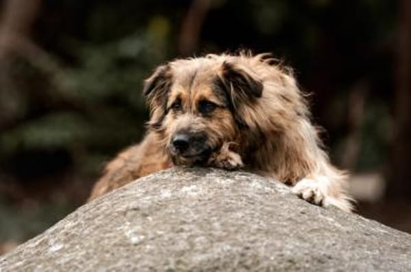 SLY sucht Menschen mit Hundeverstand