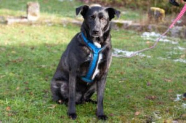 ONYX - menschenbezogen&verschmust