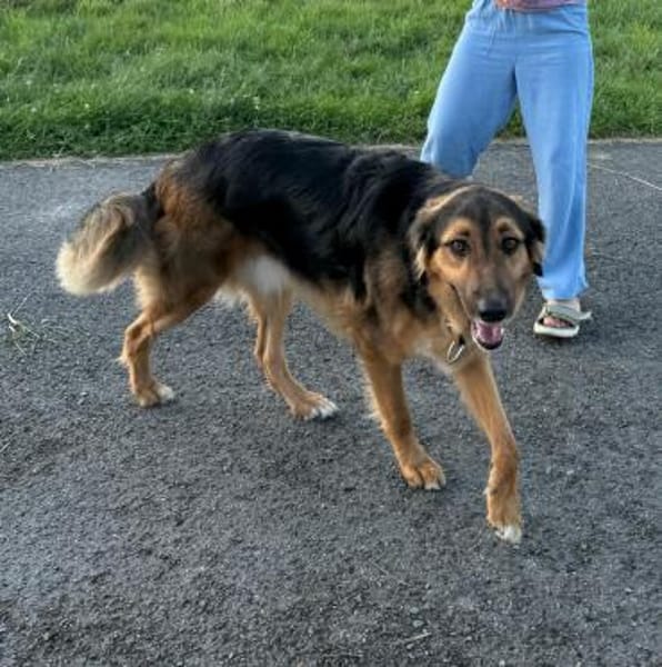 🍀 Lenny sucht ein neues Zuhause