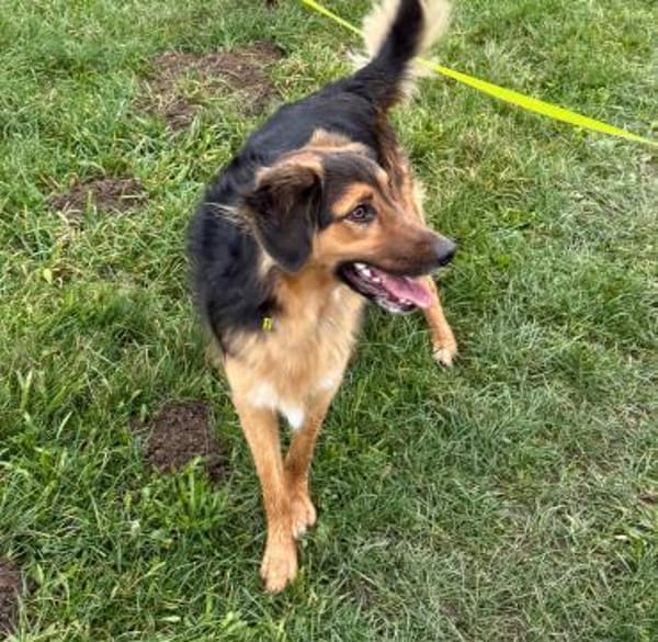 🍀 Lenny sucht ein neues Zuhause