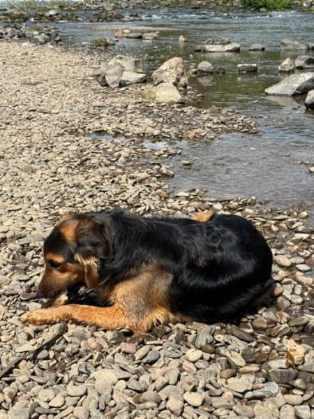 🍀 Lenny sucht ein neues Zuhause