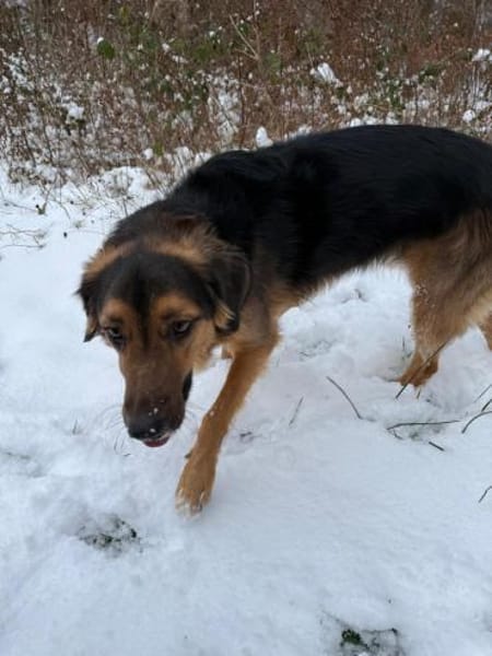 🍀 Lenny sucht ein neues Zuhause