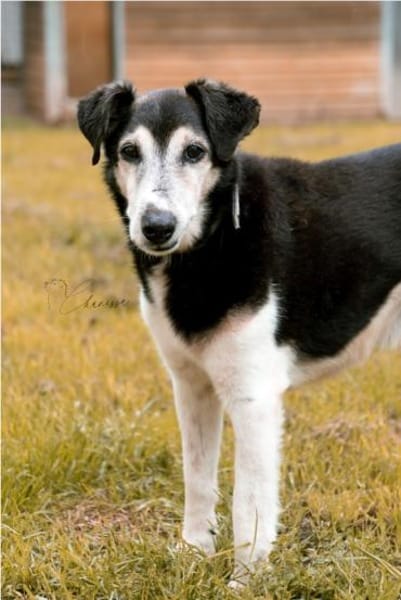 Eine letzte Chance für Idefix