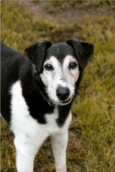 Eine letzte Chance für Idefix