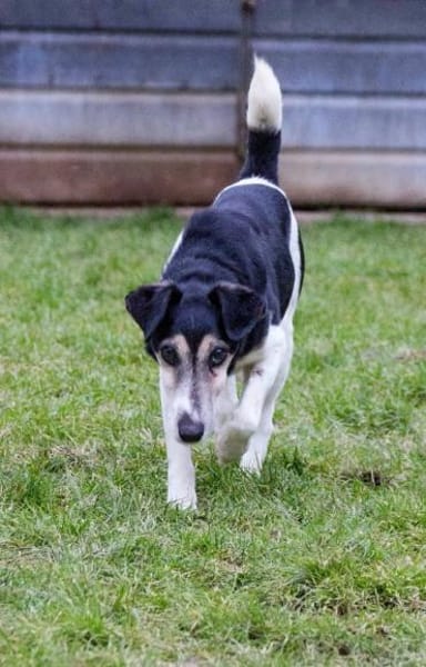 Eine letzte Chance für Idefix