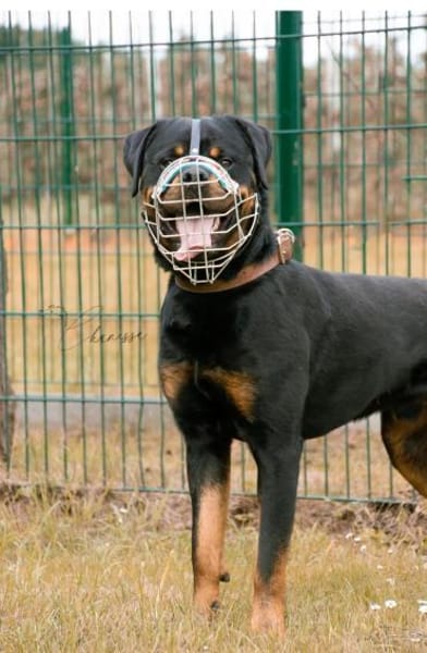 Muffin sucht ein Zuhause