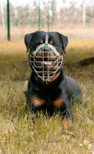 Muffin sucht ein Zuhause